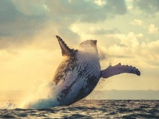 Solend Whale Moves $25M to Another Platform Despite Canceled Plans to Seize Their Wallet