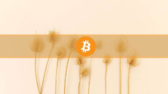 Nearly 1 Million Blockchain Addresses Now Hold Over 1 Bitcoin