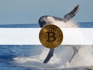 Here’s How Whales Prepared for Cryptocurrency Market Growth: CryptoQuant CEO