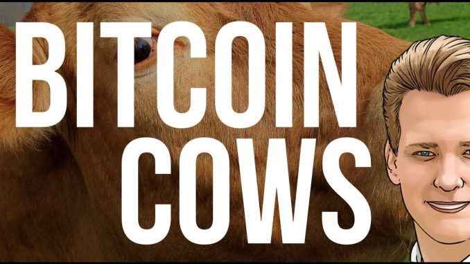 Bitcoin Cash Cows - Programmer expains