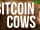 Bitcoin Cash Cows - Programmer expains