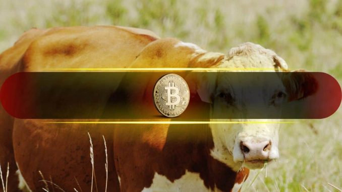 Bitcoin Bull Market Ending in 50 Days, Says Analyst