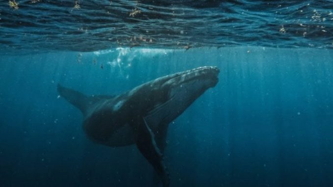 Hyperliquid sees largest single liquidation order at $21.4M in BTC-USD