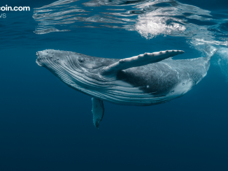 2013 Bitcoin Whale Wallet Transfers 500 BTC After 12 Years of Dormancy