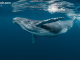 2013 Bitcoin Whale Wallet Transfers 500 BTC After 12 Years of Dormancy